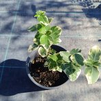 Bršlen Fortuneov (Euonymus fortunei) ´SILVER QUEEN´ - výška 10-15 cm, kont. C2L